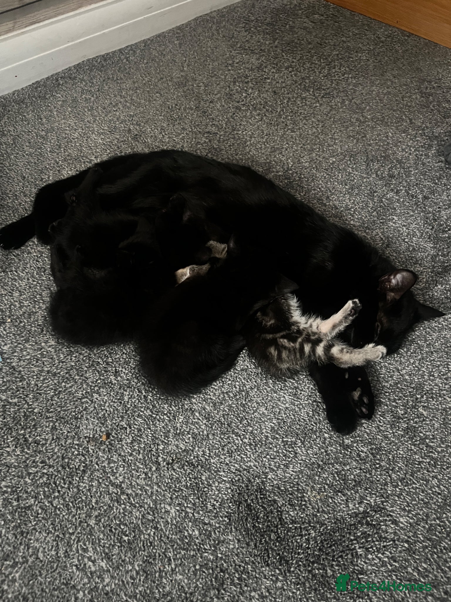 Mixed Breed cats kittens  - Advert 1