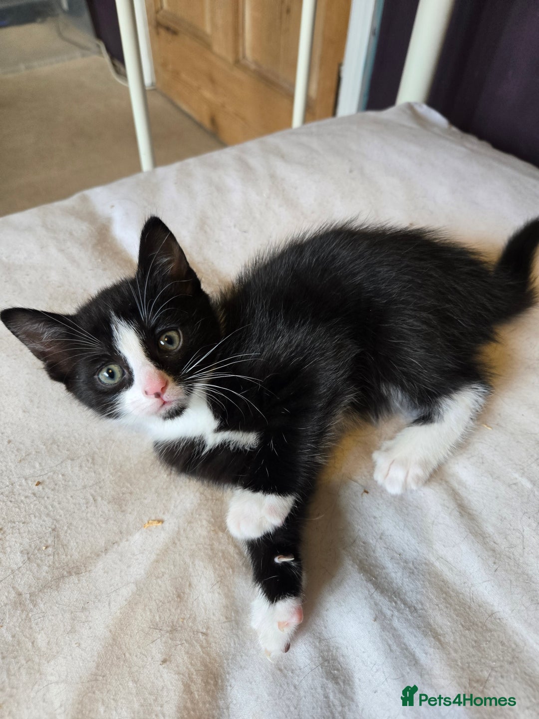 Mixed Breed cats for sale: Beautiful Black and White Kittens  - Image 2