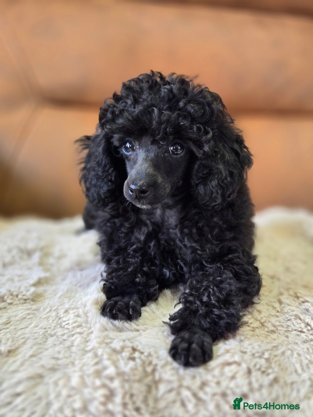 Toy Poodle dogs for sale: Stunning tiny Black girl Toy Poodle - Image 6