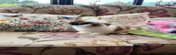 Shih Tzu dogs for sale: Lovely male Shih Tzu  - Advert 4