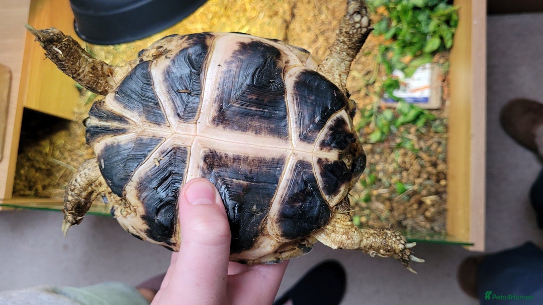 Tortoise reptiles for sale: RESERVED Horsfields Tortoise with Vivexotic Set Up - Image 7