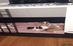 Jack Russell dogs for sale: Jack Russell puppies - Image 2