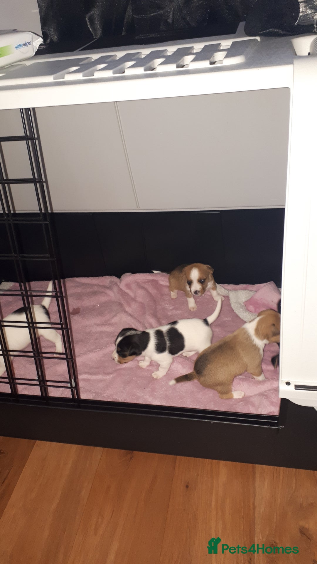 Jack Russell dogs for sale: Jack Russell puppies - Image 2