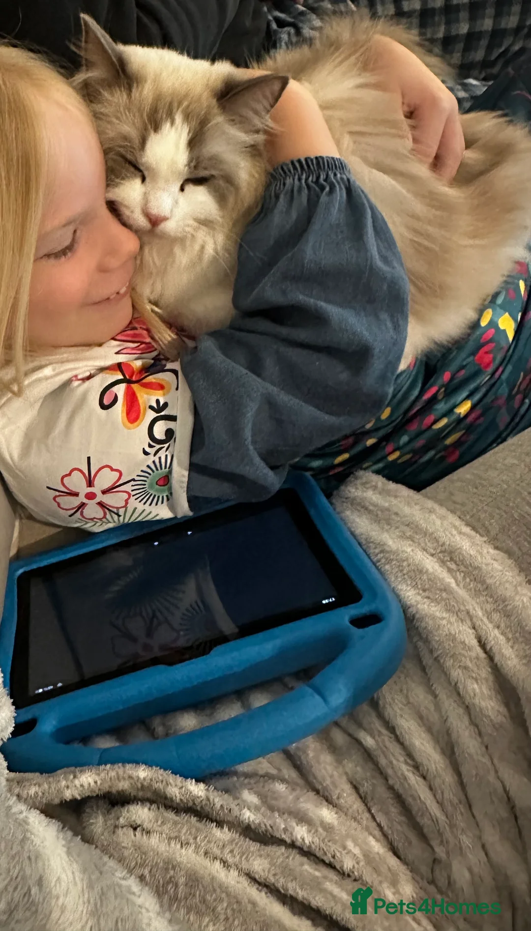 Ragdoll cats for sale:  🩷 Exquisite Active European Ragdoll 🇳🇱  - Advert 17