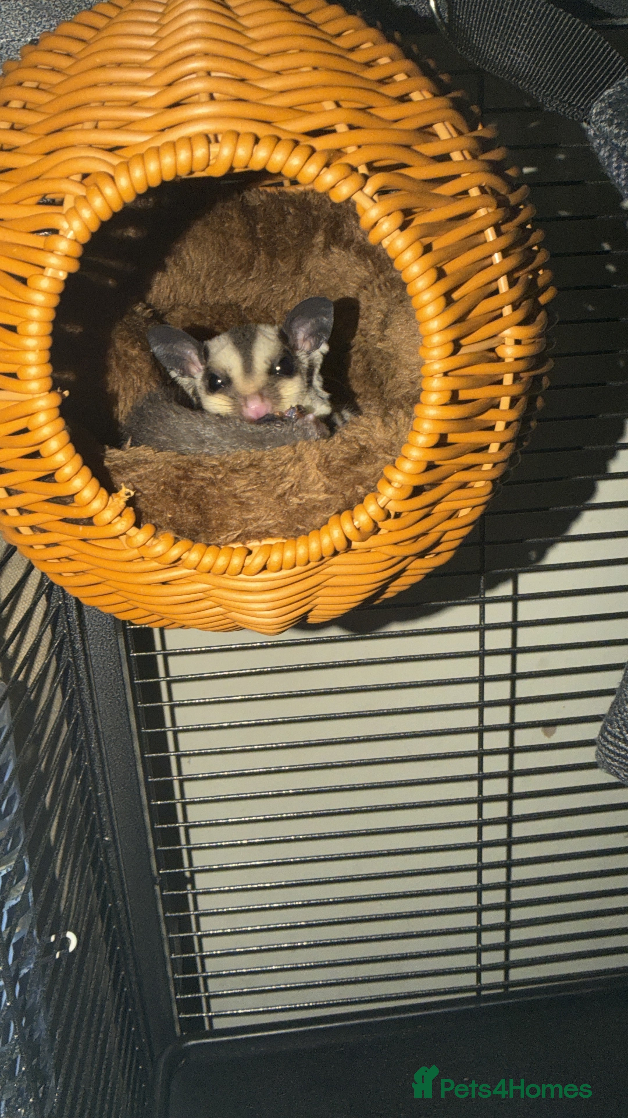 Sugar Glider rodents Male Sugar Glider - Advert 1