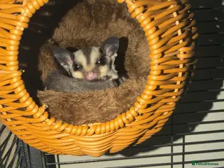Sugar Glider rodents Male Sugar Glider - Advert 4