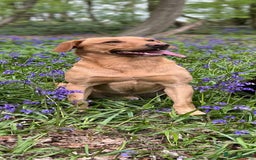 Labrador Retriever dogs for stud: ⭐️REGGIE⭐️ PROVEN KC REG WORKING LABRADOR STUD in Chelmsford - Image 4