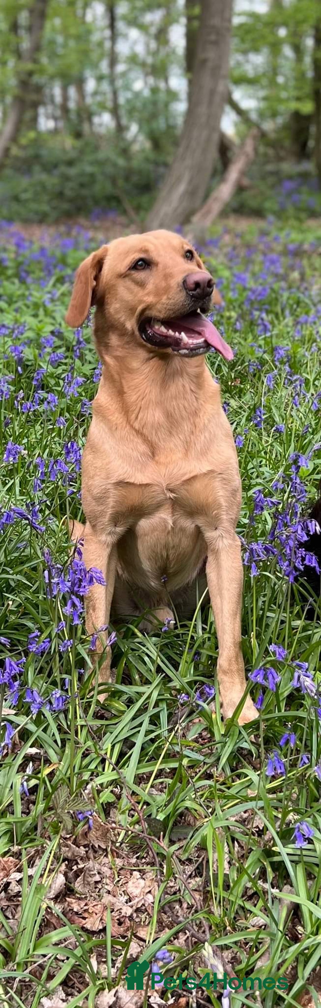 Labrador Retriever dogs for stud: ⭐️REGGIE⭐️ PROVEN KC REG WORKING LABRADOR STUD in Chelmsford - Image 4