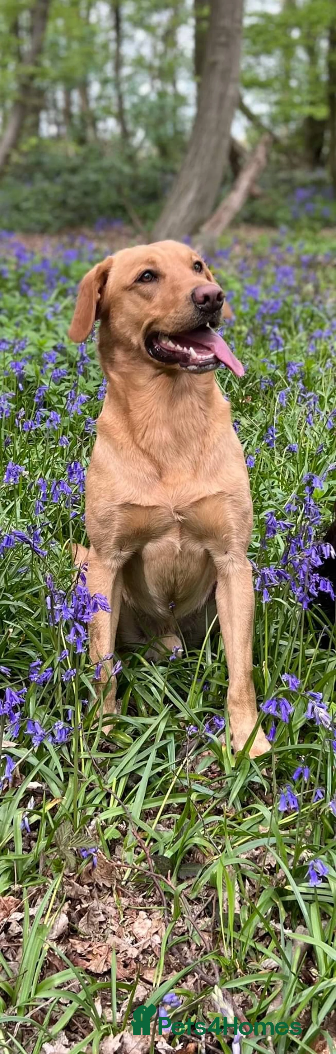 Labrador Retriever dogs for stud: ⭐️REGGIE⭐️ PROVEN KC REG WORKING LABRADOR STUD in Chelmsford - Advert 4