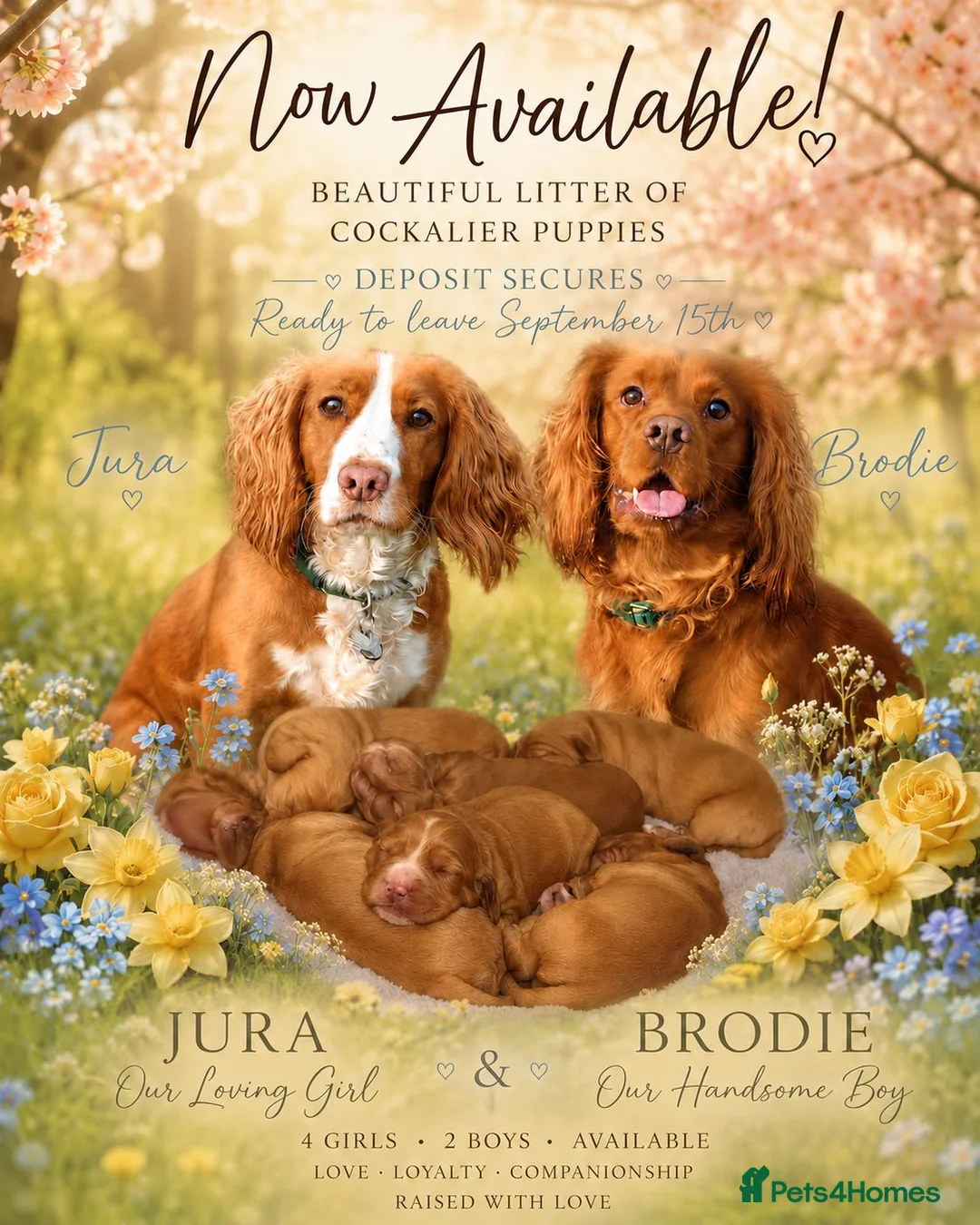 Mixed Breed dogs for sale: Cockalier puppies for sale DEPOSIT SECURES - Advert 1
