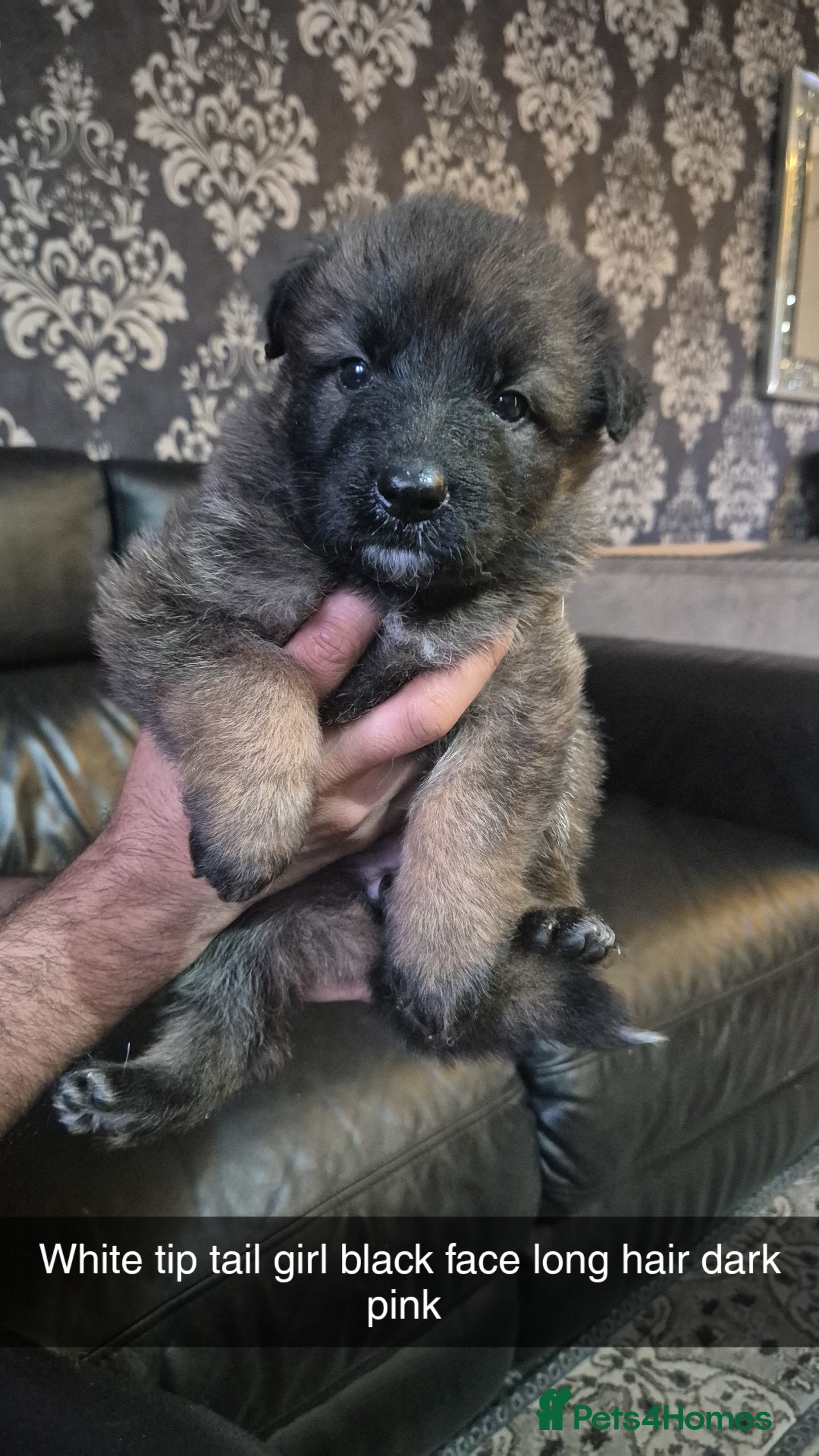 German Shepherd dogs GERMAN SHEPHERD PUPS  - Advert 2