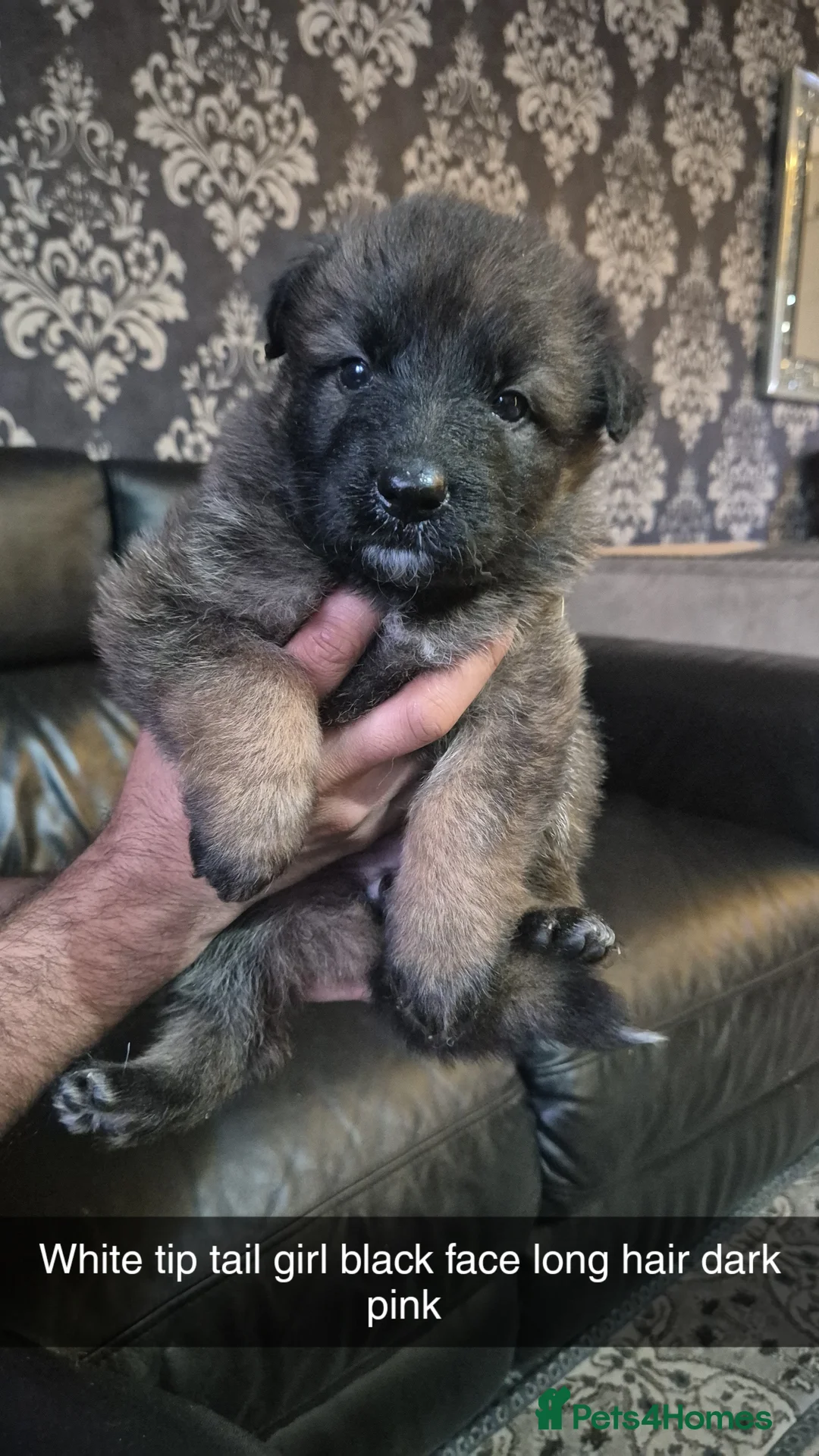 German Shepherd dogs for sale: GERMAN SHEPHERD PUPS  - Advert 2