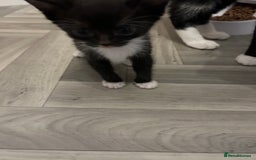 Mixed Breed cats for sale: Tuxedo kittens for sale - Image 6