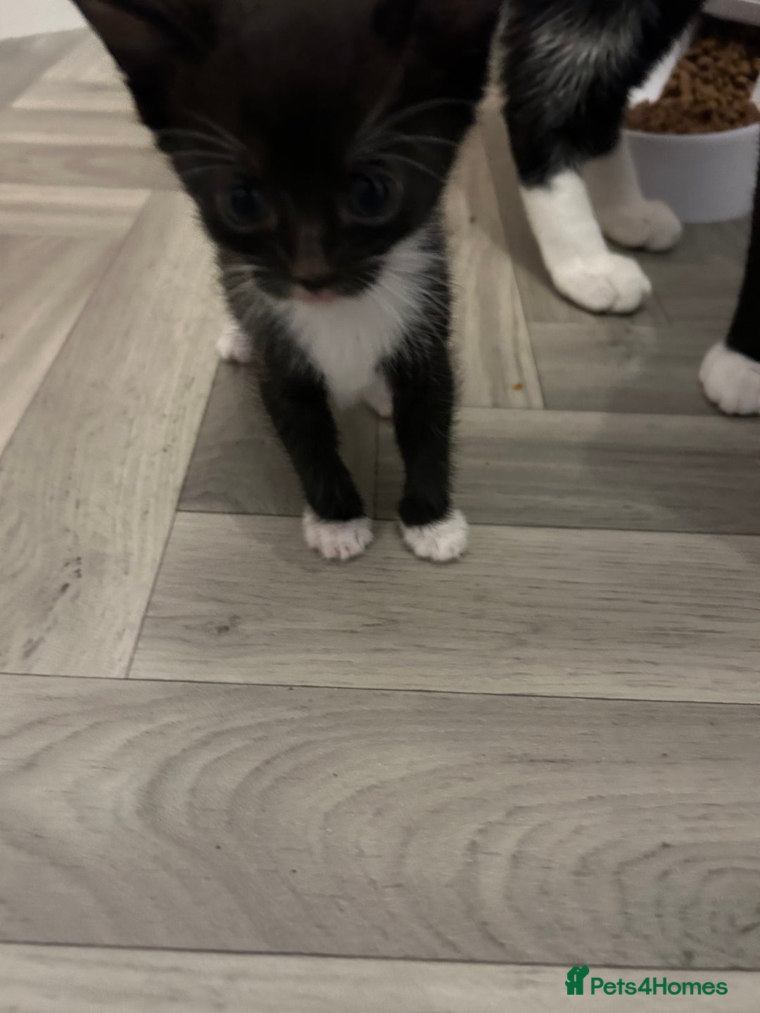 Mixed Breed cats for sale: Tuxedo kittens for sale - Image 6