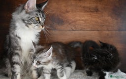 Maine Coon cats for sale: ✨Meet Cherry & Plum✨- TICA Reg - High Smoke-white - Image 22
