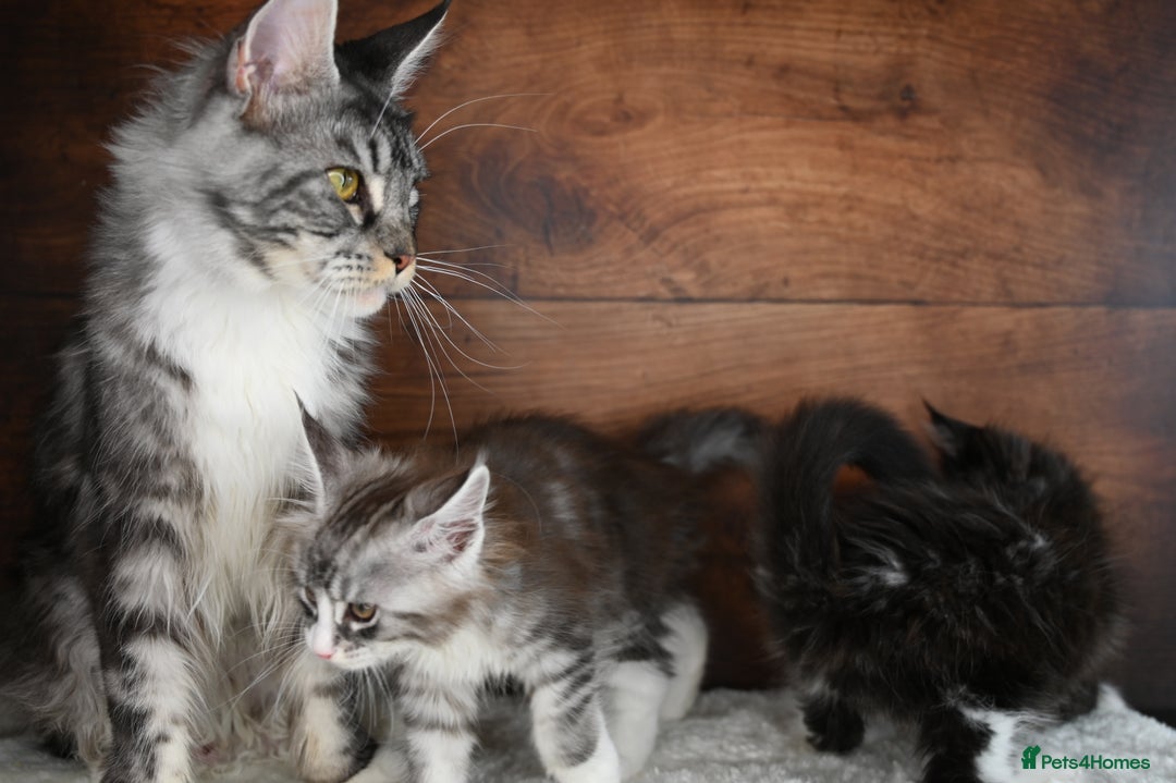 Maine Coon cats for sale: ✨Meet Cherry & Plum✨- TICA Reg - High Smoke-white - Image 22