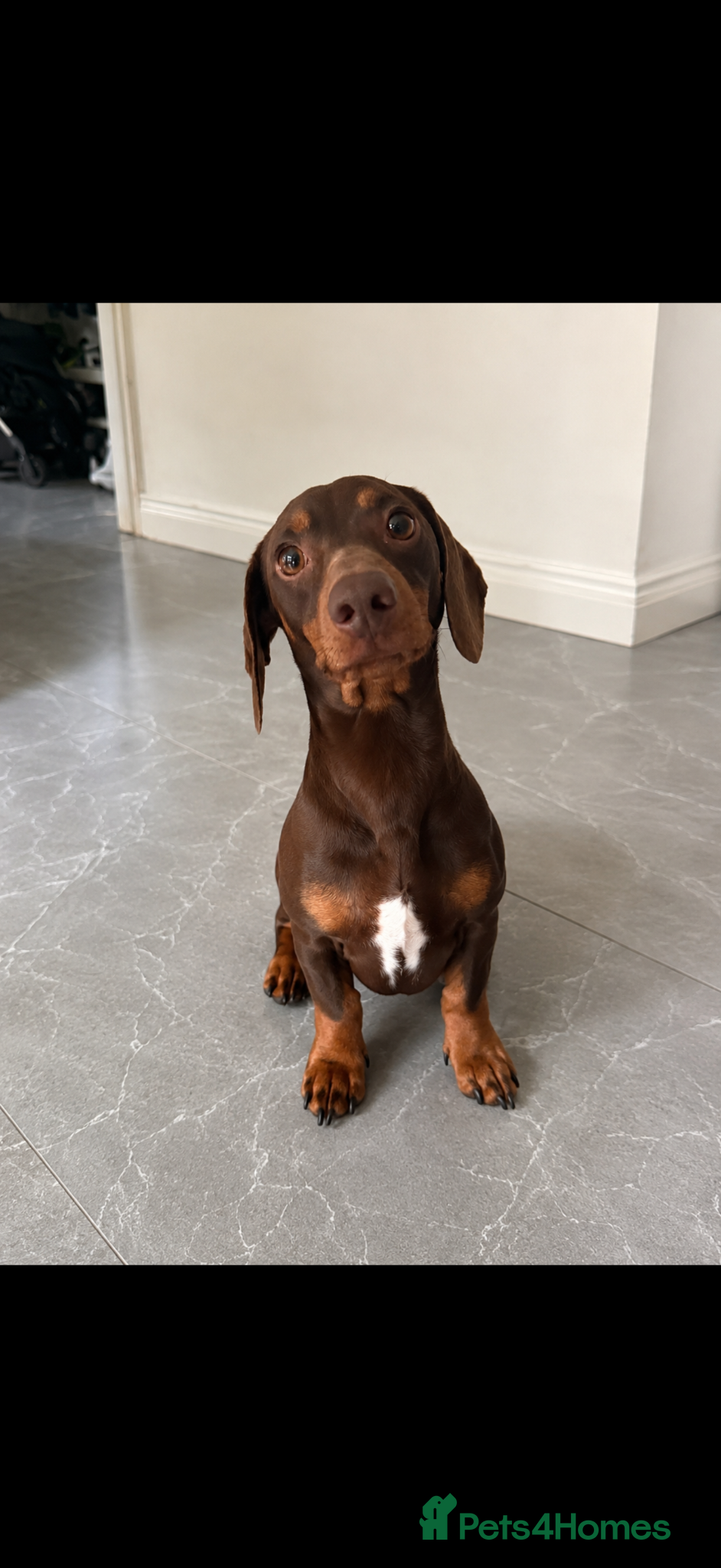 Mixed Breed dogs Mini French Dachshund Puppies 🐶❤️ - Advert 2