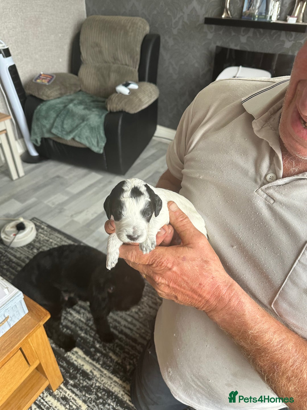 Cockapoo dogs for sale: 7 Gorgeous Cockapoo puppies for sale in St Albans - Image 6