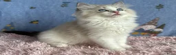 Ragdoll cats for sale: Beautiful TICA Registered Ragdoll Kittens - Advert 28
