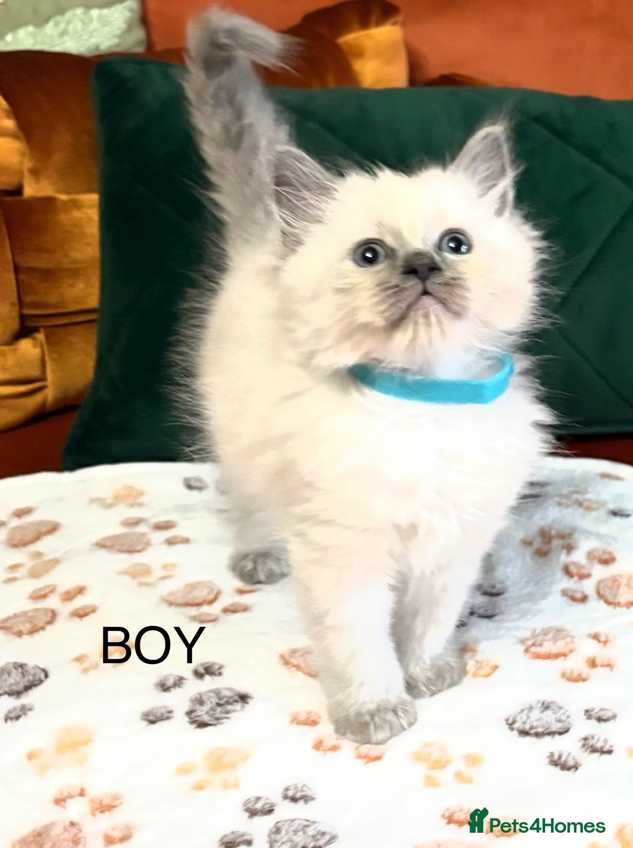 Ragdoll cats Ragdoll Kittens - Advert 1