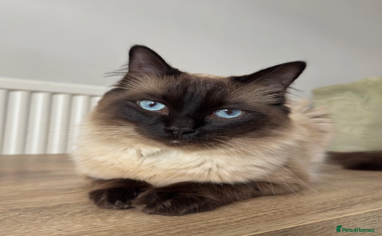 Ragdoll cats - Advert 1