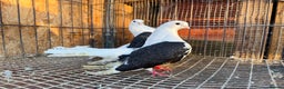 Pigeons birds for sale: TAGANROG FANCY TUMBLERS FOR SALE - Advert 6