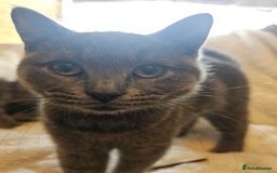 Mixed Breed cats for sale: Beautiful British Shorthair Cross  - Image 10