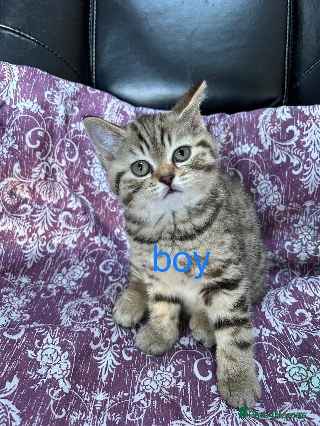 British Shorthair cats for sale: British shorthair kittens  in Hayes - Advert 2