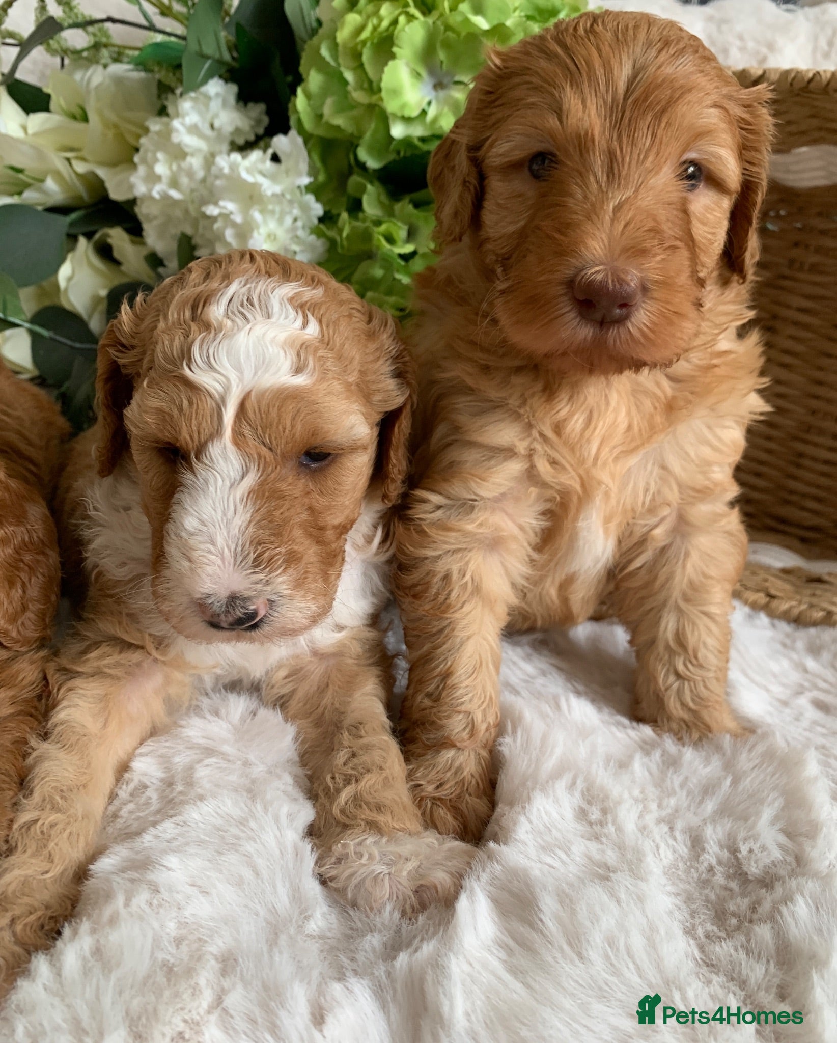 Australian Labradoodle dogs HEALTH TESTED AUSTRALIAN LABRADOODLE PUPPIES  - Advert 1