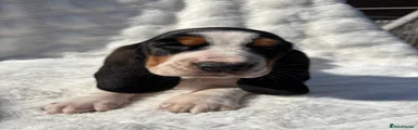 Basset Hound yellow