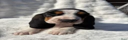 Basset Hound dogs for sale: KC bassets now ready to leave  - Advert 1