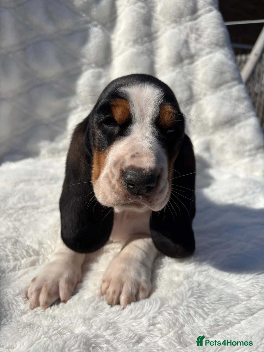 Basset Hound dogs for sale: KC bassets now ready to leave  - Advert 1