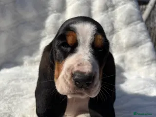 Basset Hound dogs KC registered Bassett hound - Advert 2