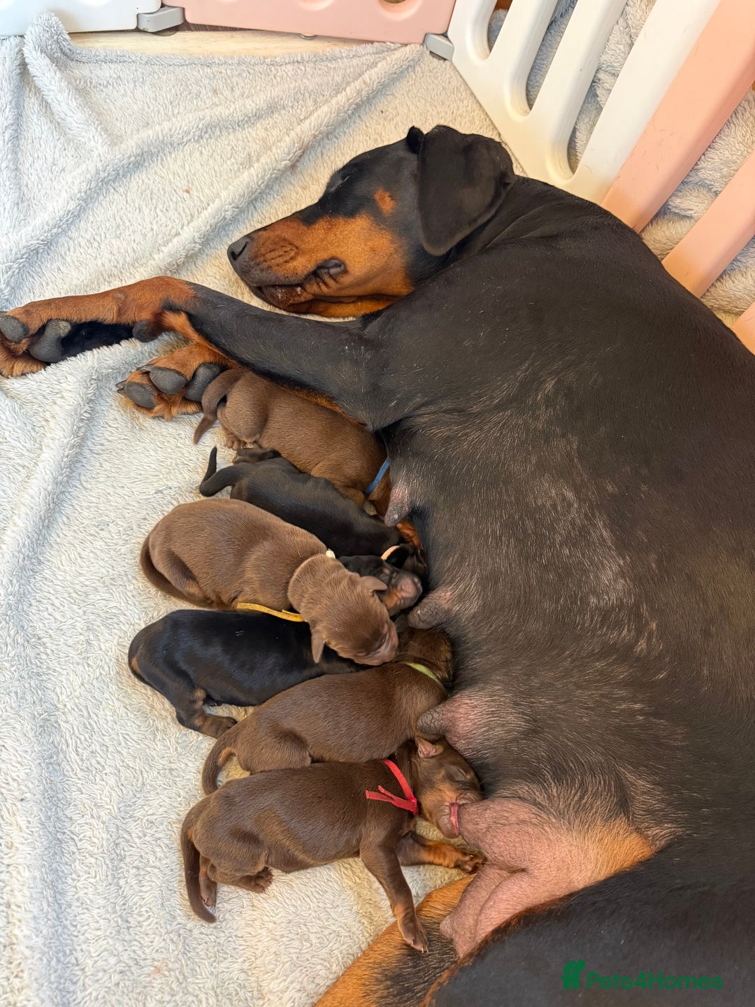 Dobermann dogs for sale: OUSTANDING DOBERMAN PUPS - READY MID FEB - Advert 9