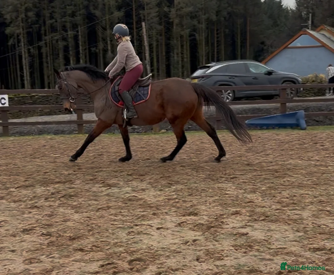 Irish Thoroughbred horses for sale: 10 yr old school mistress  - Advert 13