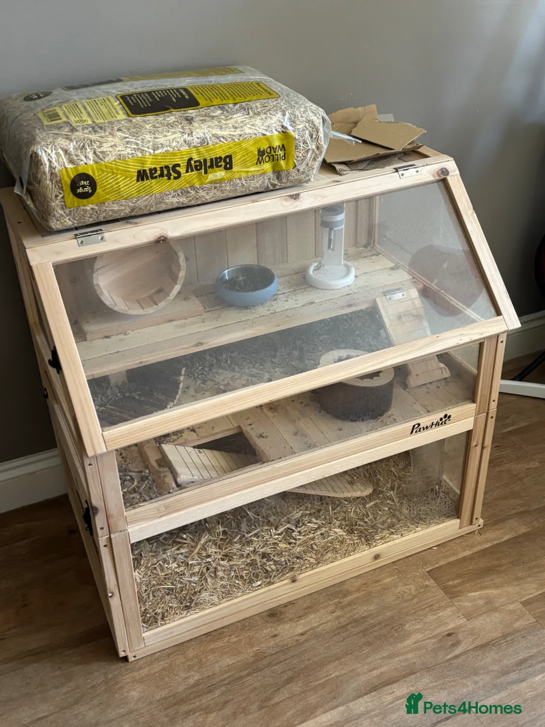 Gerbil rodents for sale: 2 male gerbils with hut and all accessories - Advert 4