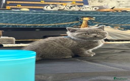 British Shorthair cats for sale: Fluffy sweet and cuddled BSH for great homes - Image 3