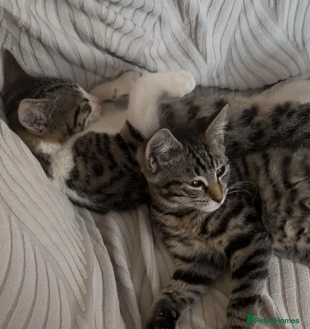 Mixed Breed cats for sale: 3 Month Old Friendly Kitty - Advert 2