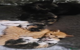 Mixed Breed cats for sale: Beautiful kittens needing loving homes - Image 21