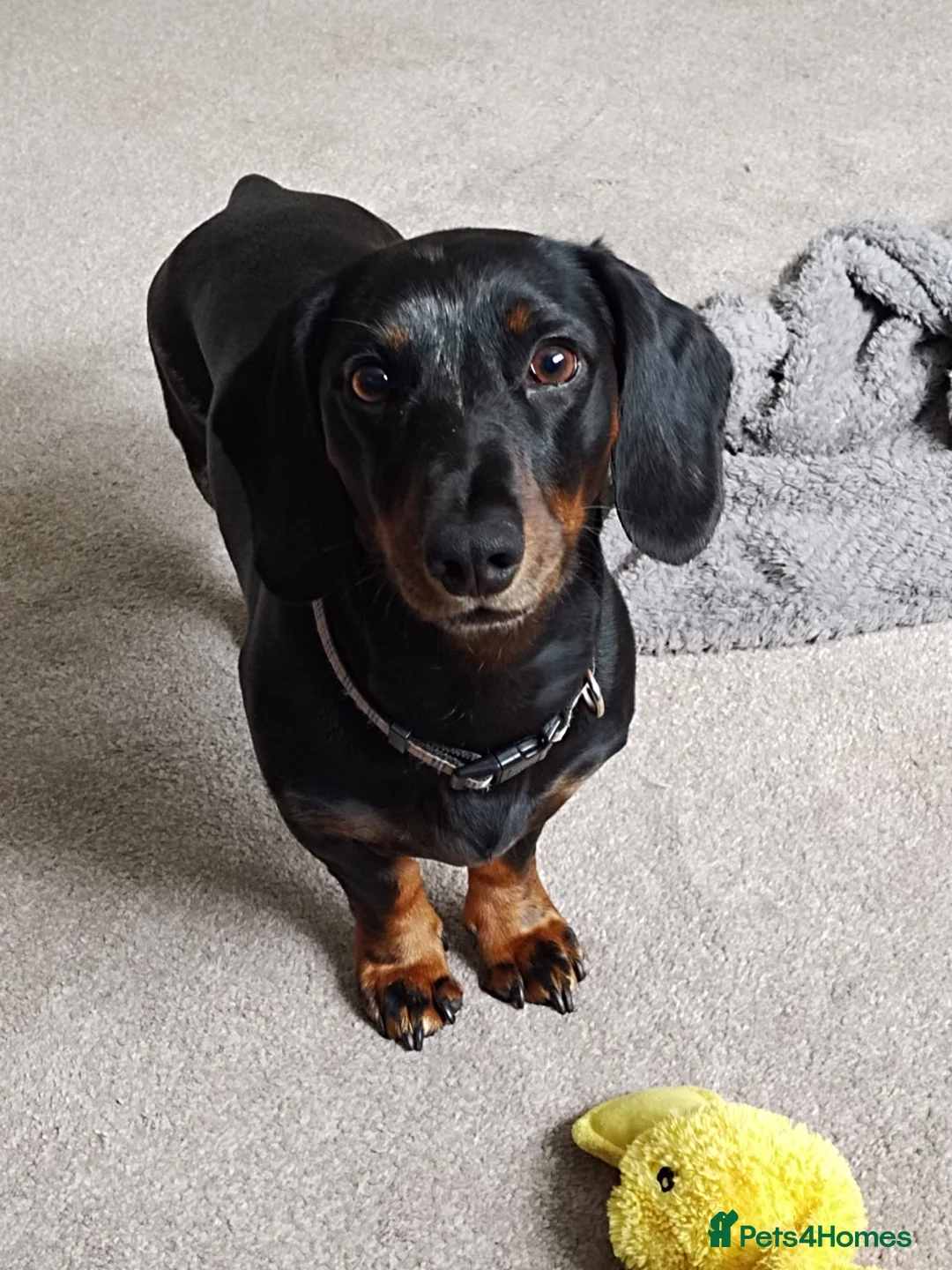 Dachshund dogs for sale: Stanley needs a new home in Ripon - Advert 7