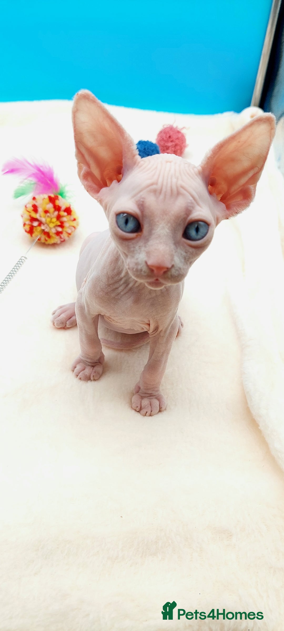 Sphynx cats for sale: Sphynx Kittens – Males & Female – International ✅ - Advert 16
