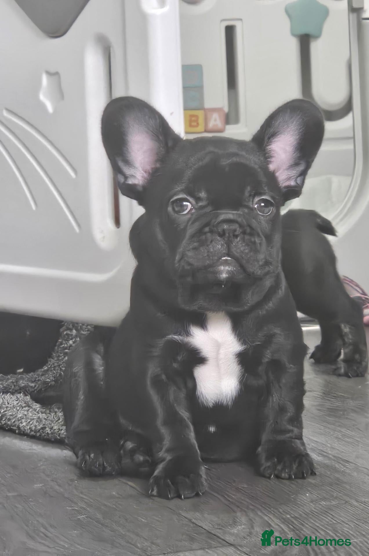 French Bulldog dogs LAST PUPPY (male) pedigree French bulldog puppy.  - Advert 2