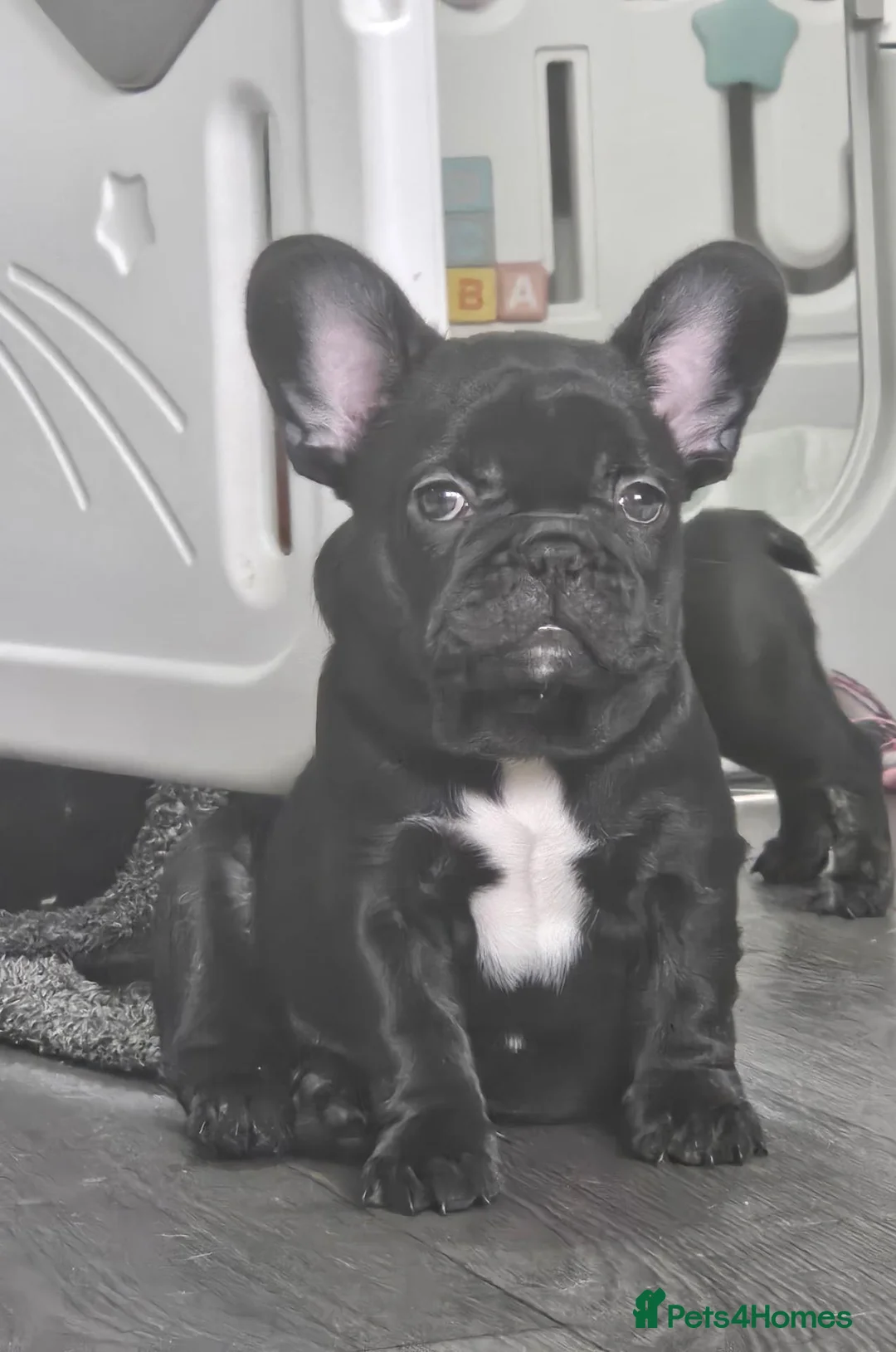French Bulldog dogs for sale: LAST PUPPY (male) pedigree French bulldog puppy.  - Advert 2