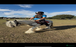 Irish Cob horses for sale: beautiful kids pony project ❤️ - Image 16