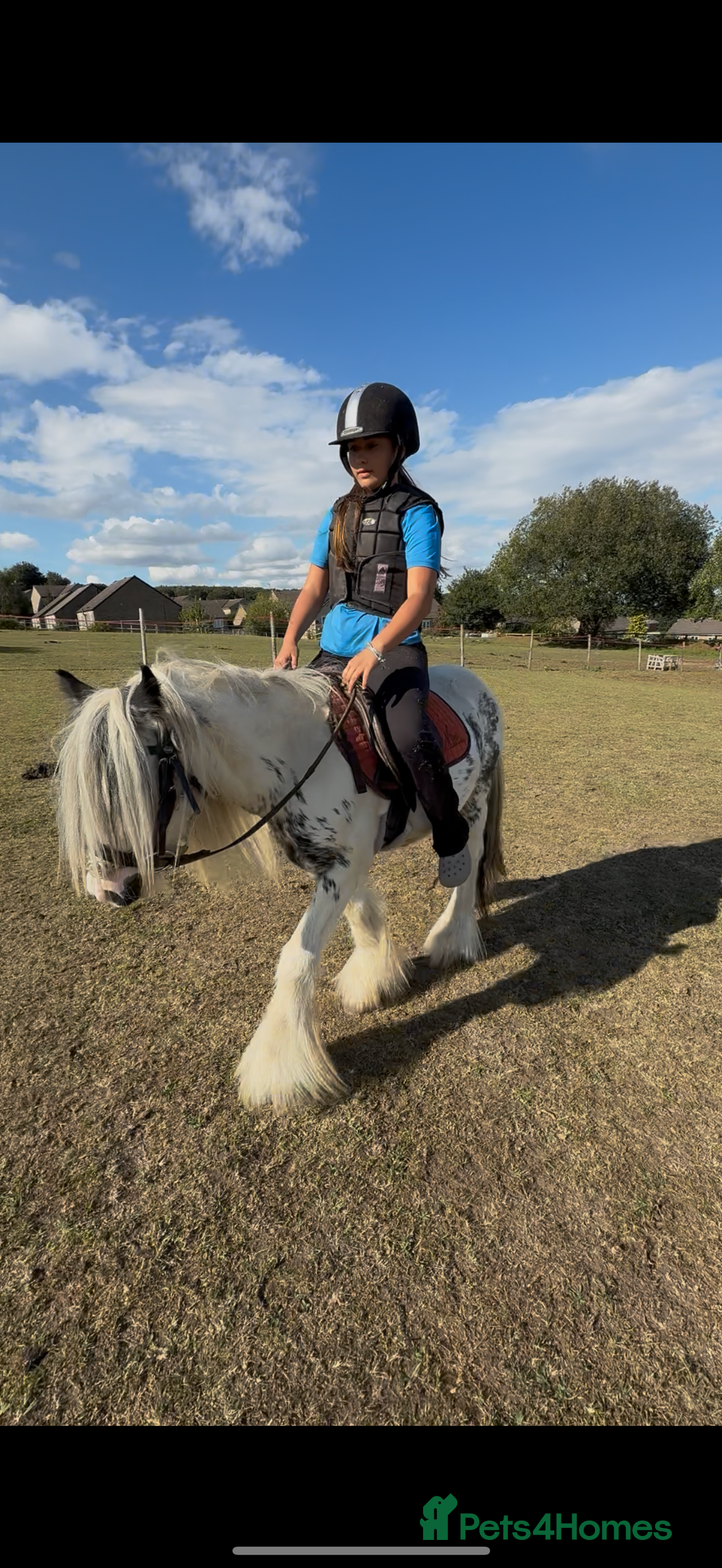 Irish Cob horses for sale: beautiful kids pony project ❤️ - Image 16