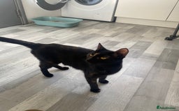 Mixed Breed cats for sale: Pickles - Image 5