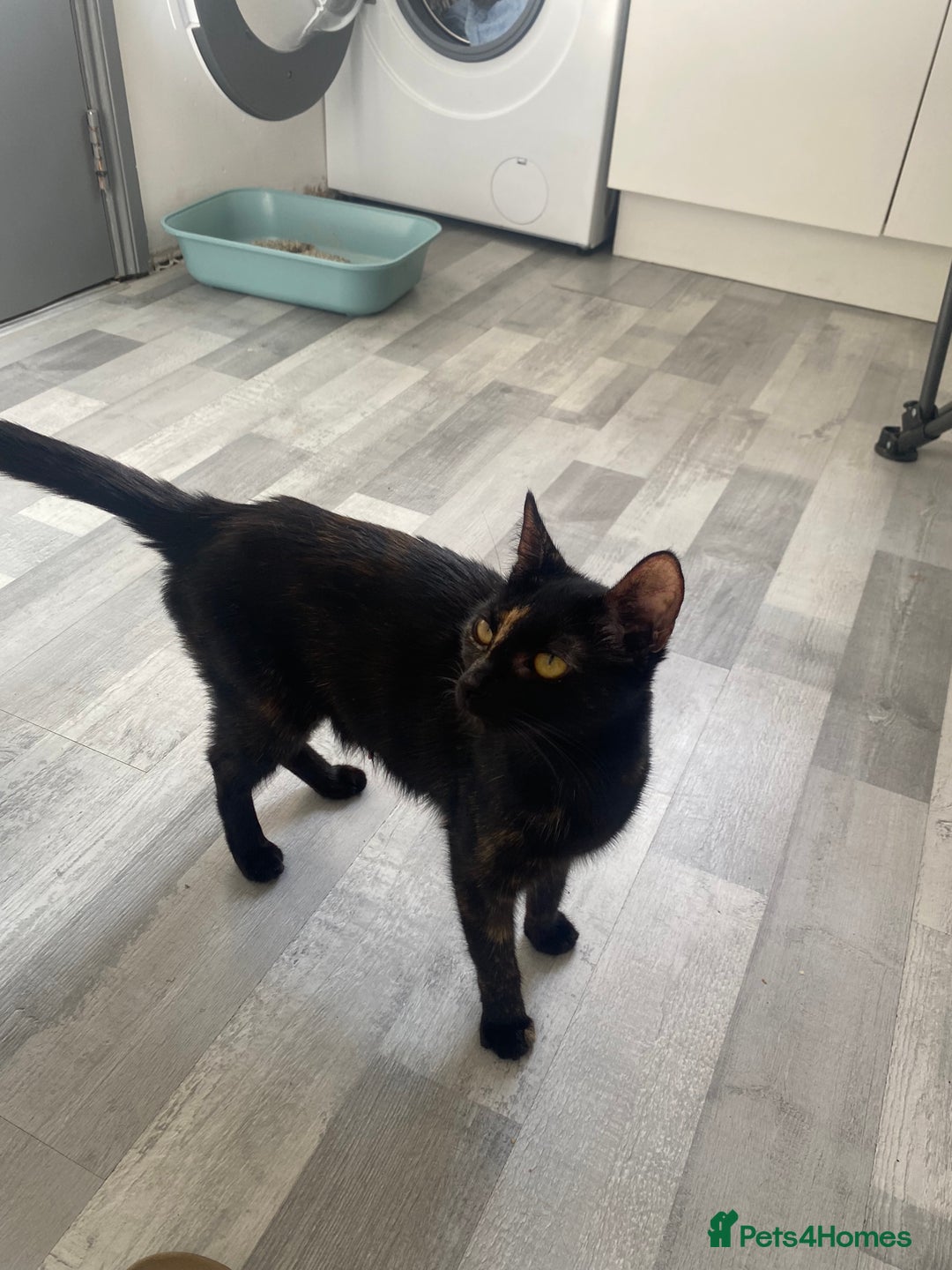 Mixed Breed cats for sale: Pickles - Image 5