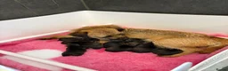 Border Terrier dogs for sale: ⭐ KC REG SLEM CLEAR BORDER TERRIER PUPPIES ⭐  - Advert 2
