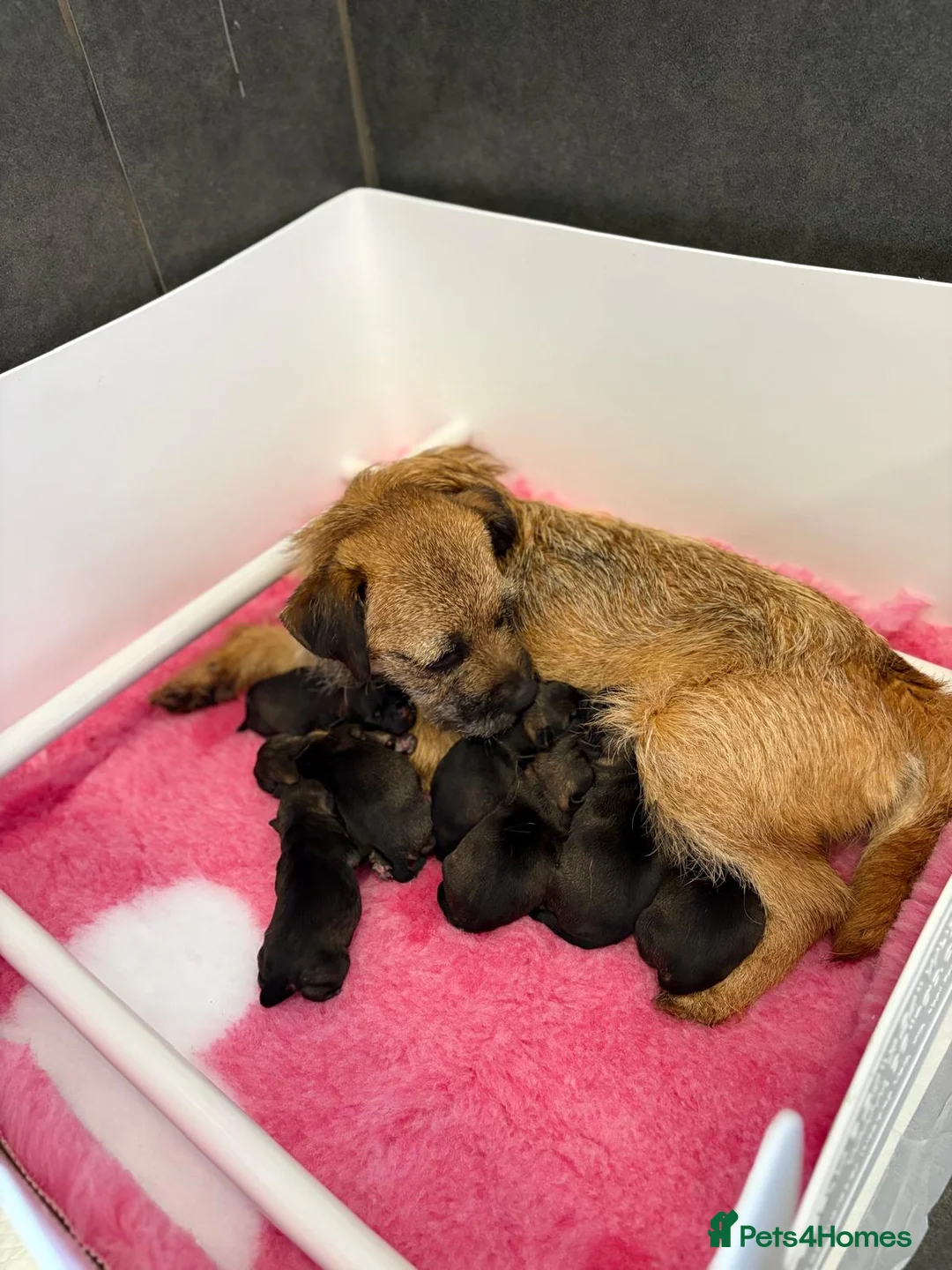 Border Terrier dogs for sale: ⭐ KC REG SLEM CLEAR BORDER TERRIER PUPPIES ⭐  - Advert 2