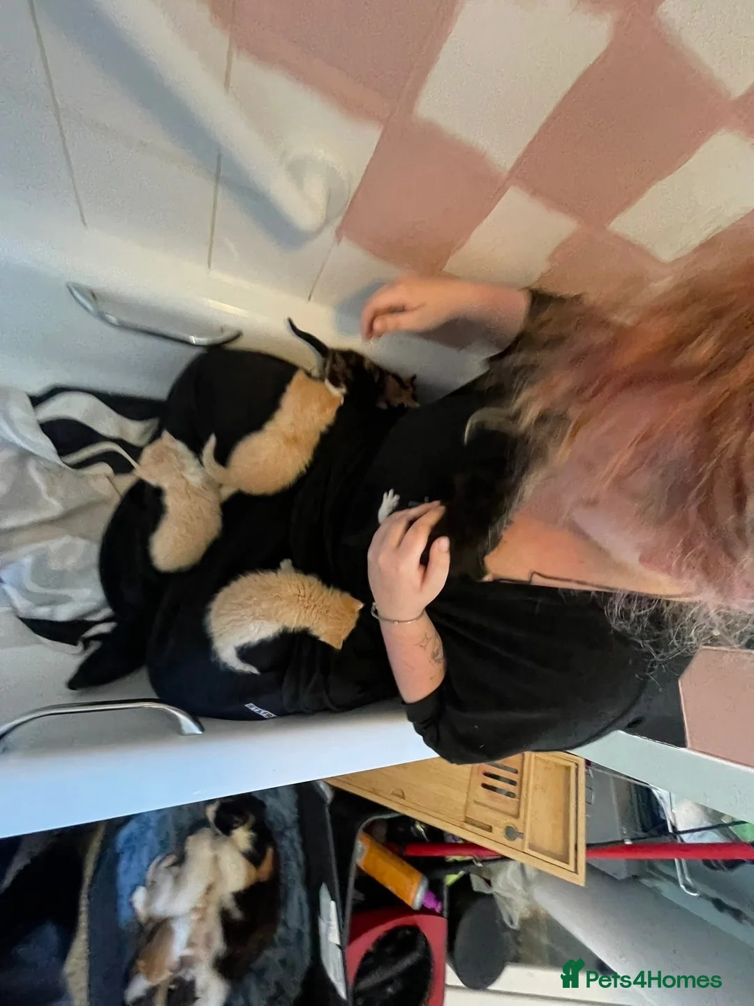Ragdoll cats for sale: Half ragdoll kittens for sale  in Crediton - Advert 2